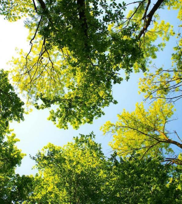 Leafy green trees